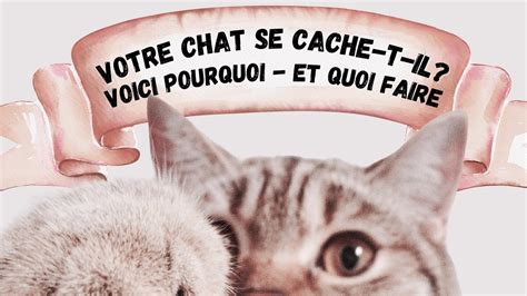 Votre Chat Se Cache T Il Voici Pourquoi Et Quoi Faire YouTube