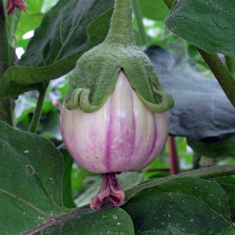 Striped Eggplant Rotonda Bianca Sfumata Di Rosa Solanum Melongena Seeds