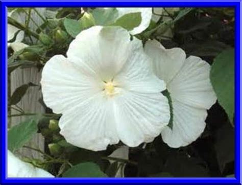 Beautiful White Hardy Hibiscus Seeds