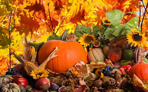 Autumn Pumpkin Wallpapers Top Free Autumn Pumpkin Backgrounds