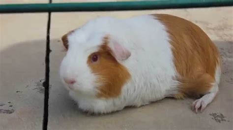 Guinea Pig Runs Away Youtube