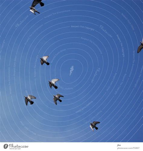 Freiheit Möwe Vogel Himmel ein lizenzfreies Stock Foto von Photocase