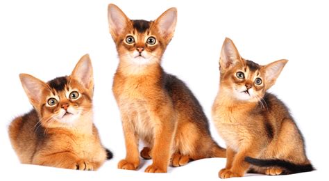 Abyssinian Breeders Australia | Abyssinian Info & kittens