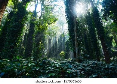 Araku Valley: Over 613 Royalty-Free Licensable Stock Photos | Shutterstock