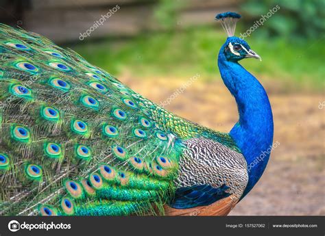 Peacock with spread wings — Stock Photo © viliam.mucha@gmail.com #157527062