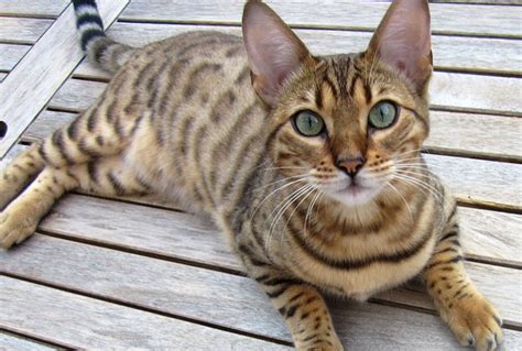domestic cats   straight    wild housely