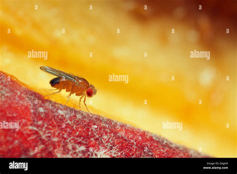 Vinegar Fly Fruit Fly Drosophila Melanogaster Fruit Fly On A Peach Germany Bavaria Stock