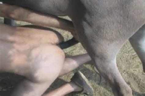 Donkey Fucking Girl Porn Sex Pictures Pass