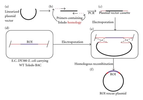 Gene Capture Method A Linearized Plasmid Vector B Is Amplified By Download Scientific