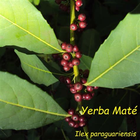 Polynesian Produce Stand ~yerba Mate~ Ilex Paraguariensis Paraguay