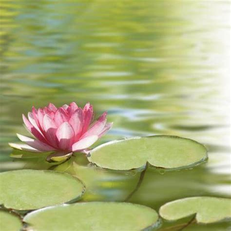 Lotus Flower Significance In India Best Flower Site