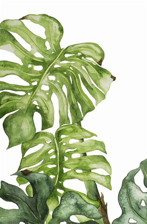 One Of My First Full Watercolors Monstera Deliciosa I Redd It