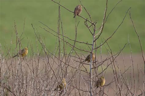 Yellowhammer - Facts, Diet, Habitat & Pictures on Animalia.bio