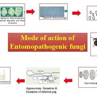 List of entomopathogenic fungi, enzymes produced and their mode of ... 