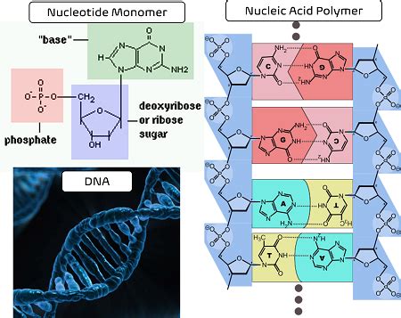 Monomers Polymers Definition Difference Examples Lesson