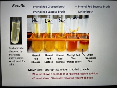 Solved Results Phenol Red Glucose Broth Phenol Red Lactose Chegg