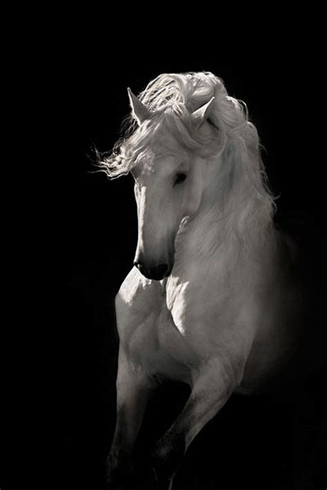 Into The Light Horse Art Prints By Robert Dawson Artist