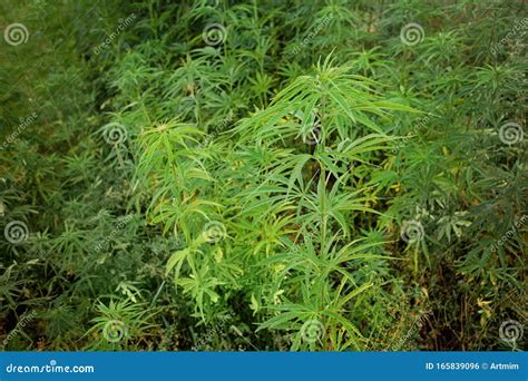 Cannabis Plants Growing Outdoor with Marijuana Buds Stock Photo - Image ...