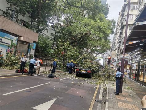 Driver Trapped In Passing Bentley Car As Large Tree Collapses On