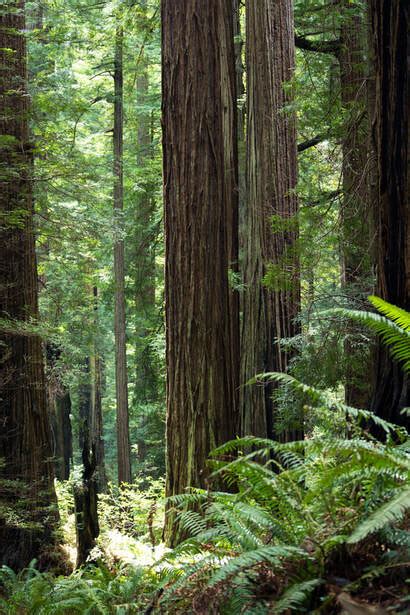 Northern California: Coastal Forests - Wild, Blue, US