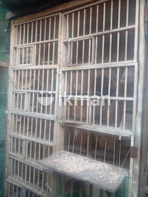 Breeding Cage In Moratuwa Ikman