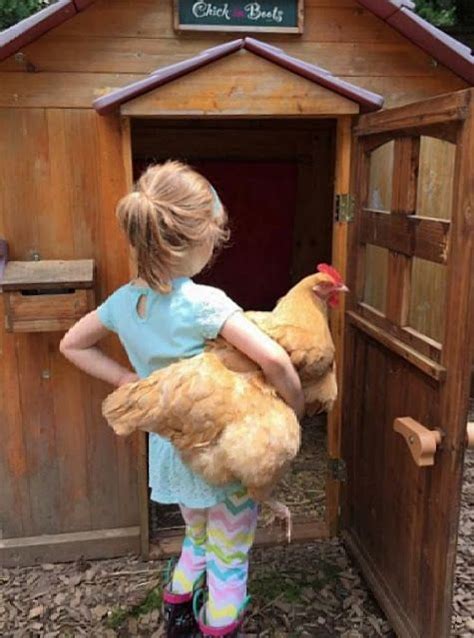 Top Five Kid-Friendly Chicken Breeds - Fresh Eggs Daily® with Lisa Steele