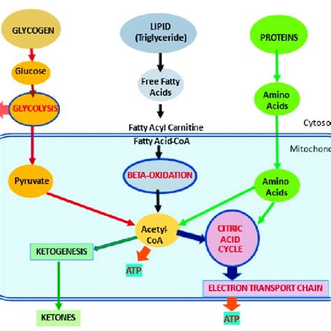 Metabolic Pathways For Major Substrates In The Body Adapted From