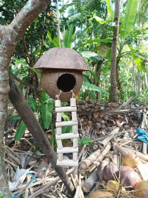 Rumah Burung Rumah Sugar Glider Glodok Batok Kelapa Model 23