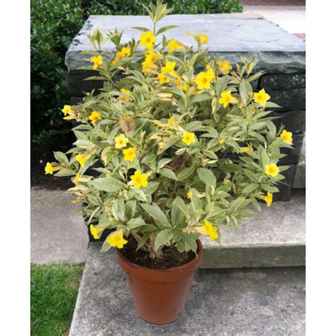 Variegated Bush Allamanda Allamanda Neriifolia Variegata