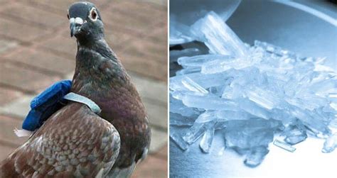 Pigeon Caught In Canada Carrying Crystal Meth Into Prison