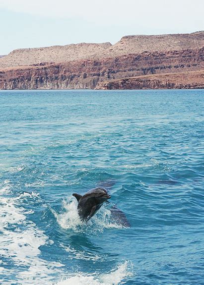 Isla Espiritu Santo: Snorkeling with Sea Lions | Good Life Eats