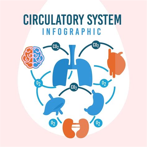 Infografia Del Sistema Circulatorio Plano Vector Gratis Images Images