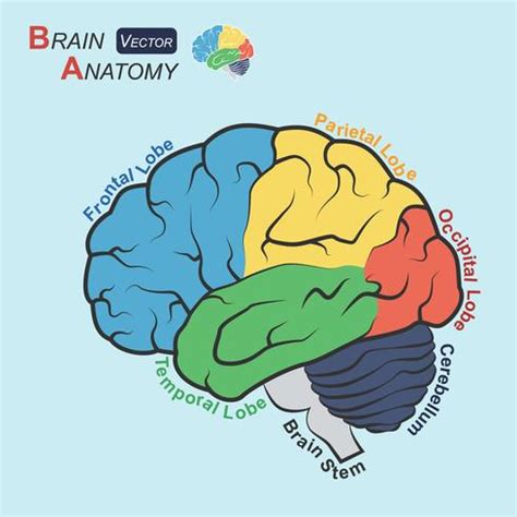 Anatomie Du Cerveau Conception Plate Lobe Frontal Lobe Temporal