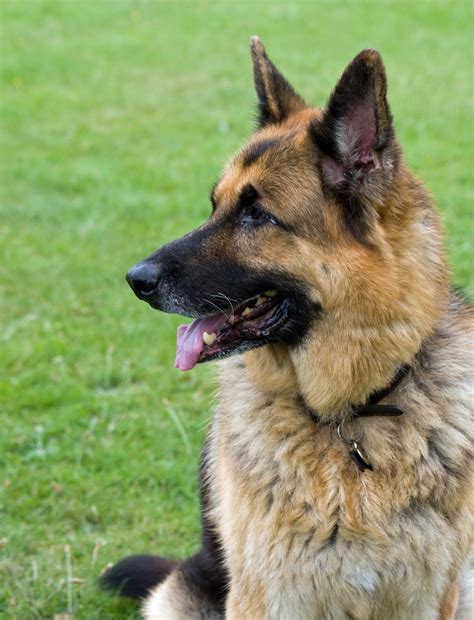 images canine profile pet portrait german shepherd close