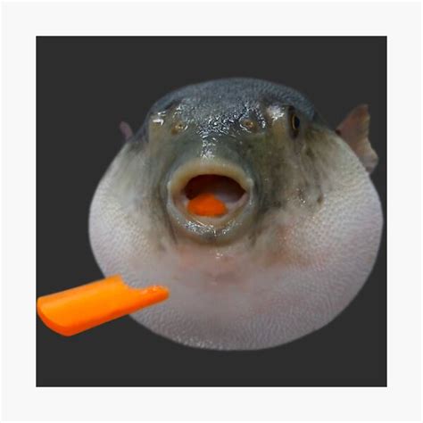 "Pufferfish Eating a Carrot Meme " Photographic Print by Goath | Redbubble