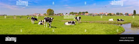 Cow Cows Cattle Livestock Hi Res Stock Photography And Images Alamy