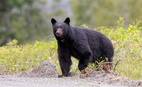 North Carolina Black Bear Hunting May Be Expanded to 3 Sanctuaries