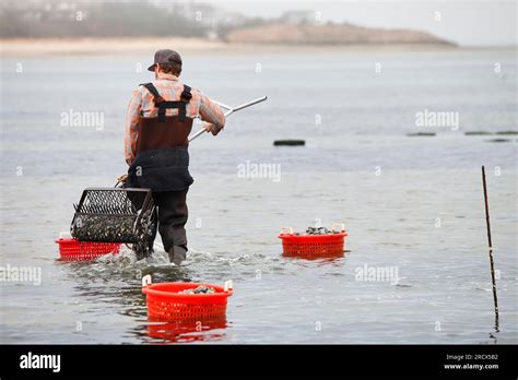 Clam harvesting hi-res stock photography and images - Alamy