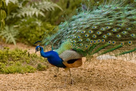 Los Angeles Arboretum Michael De La Paz Flickr