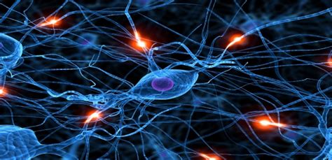 Neurogenesis Paves The Way For Brain Cell Regeneration Search Of Life