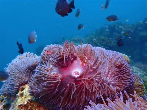 Sea Anemone Ocean Plant - Ocean Info