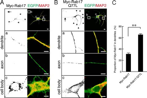 Rabex Protein Regulates Dendritic Localization Of Small Gtpase Rab