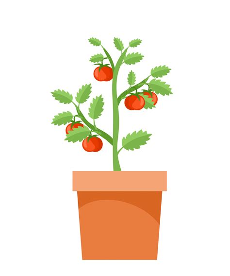 Tomato Plant Illustration Clipart Free Stock Photo - Public Domain Pictures