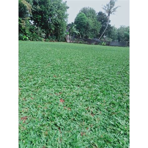 Jual Promo Rumput Gajah Mini Hijau 100cm X 100cm Siap Tanam Berjarak