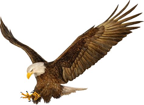 Bald Eagle Drawing Hands - painting png download - 1600*1170 - Free