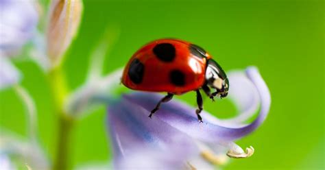 Yes, There Is Such A Thing As 'Bad Ladybugs' - Here's How To Identify ...