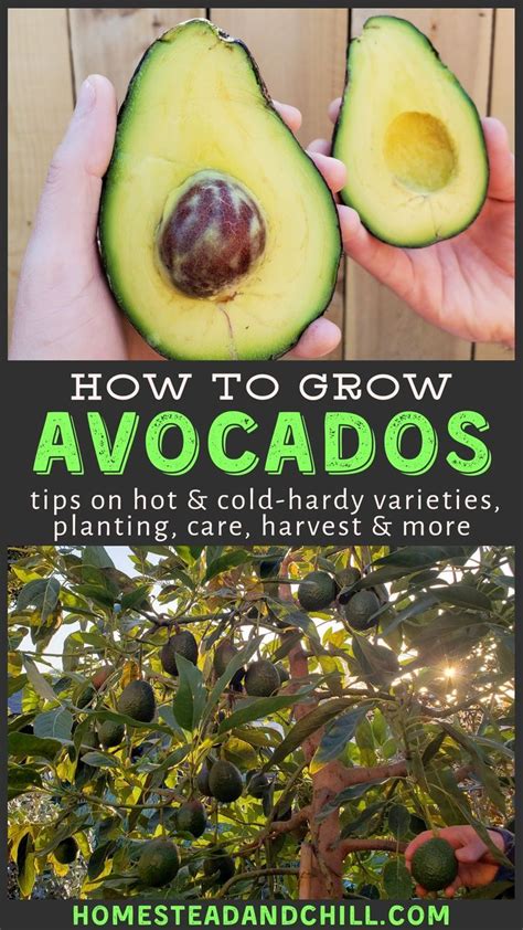 An Avocado With The Title How To Grow Avocados Tips On Hot And Cold