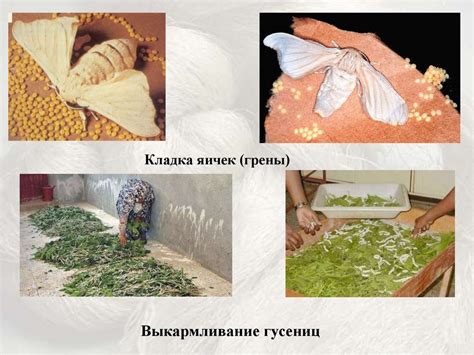 Натуральный шелк. Получение, строение, свойства - презентация онлайн
