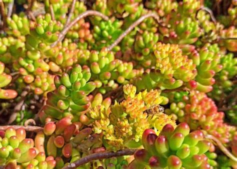 How To Get Seeds From Flowers Sublime Succulents