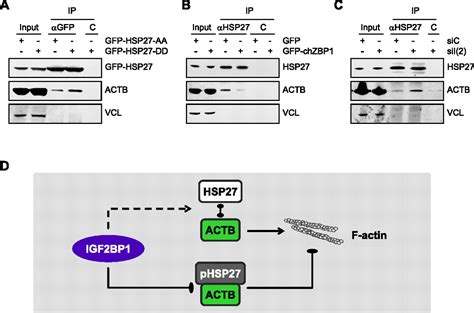 Igf2bp1 Promotes Cell Migration By Regulating Mk5 And Pten Signaling